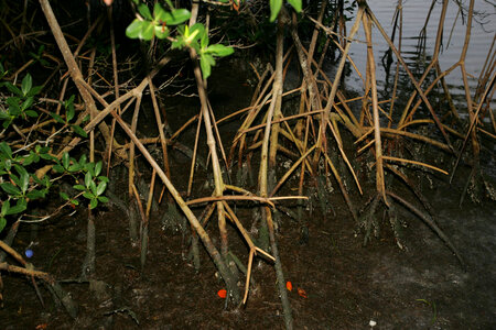 Mangrove swamp-1 photo