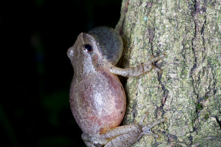 Northern Spring Peeper-3