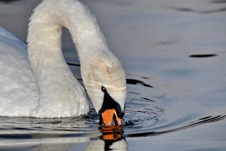 Head neck swan photo