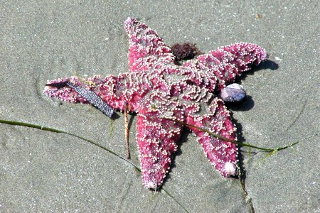 Nature seashore landscape photo