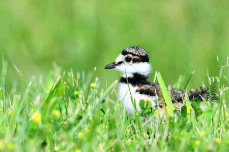 Killdeer chick-1 photo