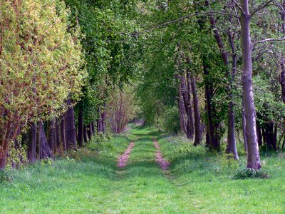 Forest path forest landscape