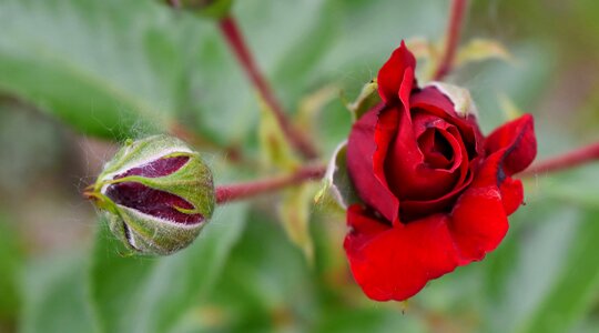 Beautiful Flowers ecology reddish photo