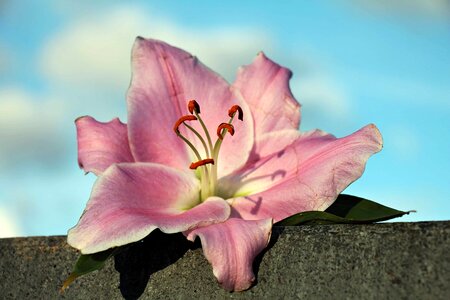Beautiful Flowers beautiful photo blooming