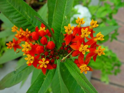 Flowers little orange photo