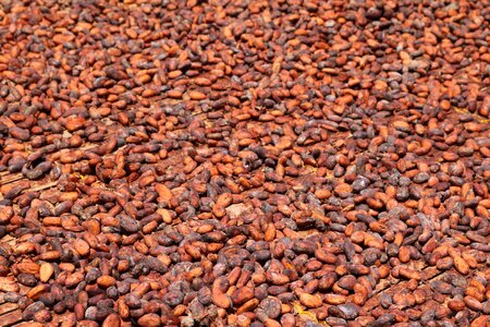 Cocoa beans africa ghana photo