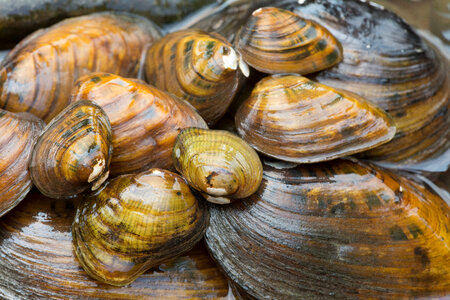 Endangered freshwater mussels-1 photo