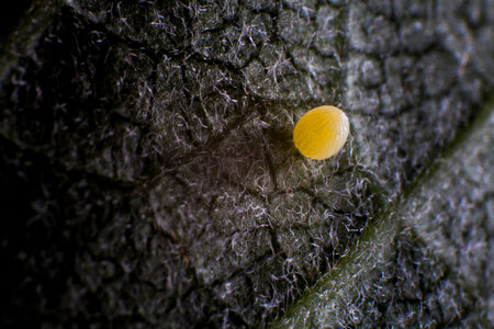 Monarch butterfly egg photo