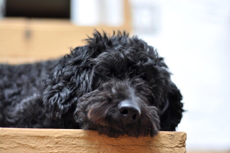 Sleeping poodle mix photo