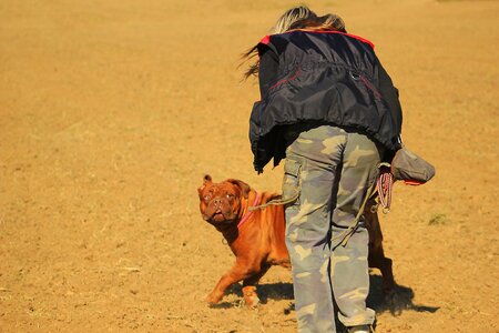 Dog mastiffs animal