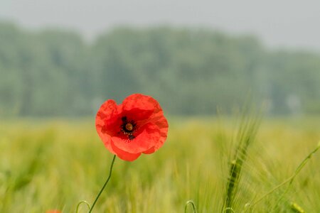 Agriculture beautiful flowers beautiful photo photo