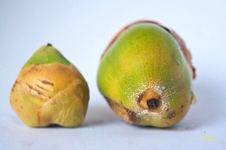 Beautiful Photo coconut detail