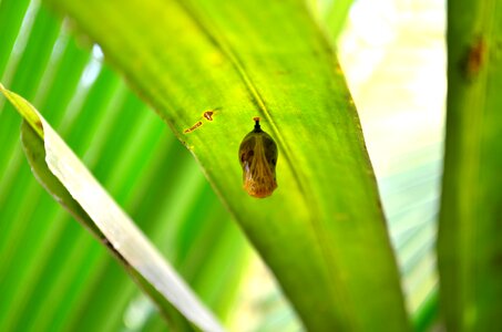 Animal arthropod bug photo