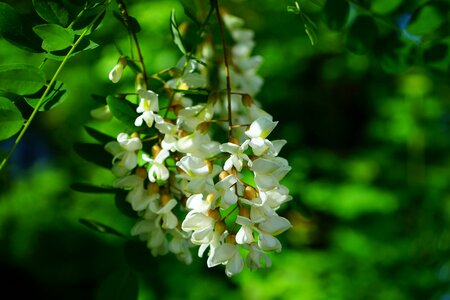 Common maple robinia tree photo