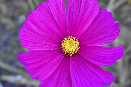 Botanic flowers horticulture