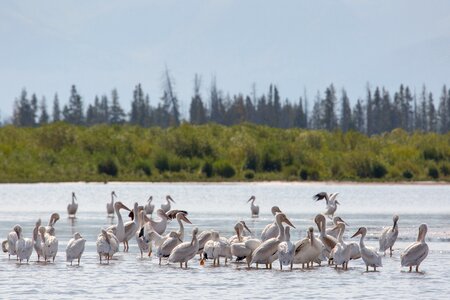 Water wading waterfowl