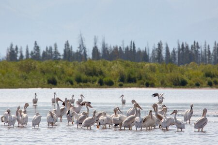 Water wading waterfowl photo