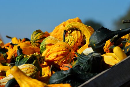 Halloween gourd pumpkins photo