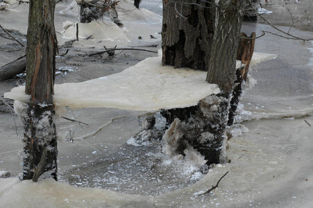 Icy canopy