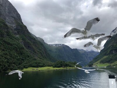 Bird Family bird watcher flying