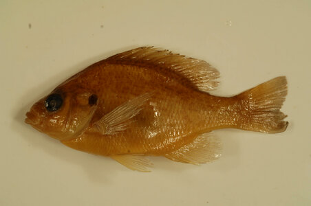 Lepomis gibbosus-1 photo