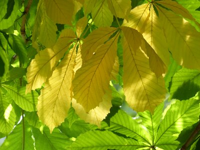 Green fall color coloring