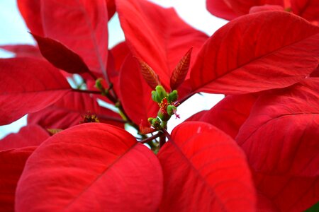 Flower plant red leaves photo