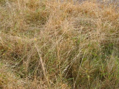 Angel brown grass plants