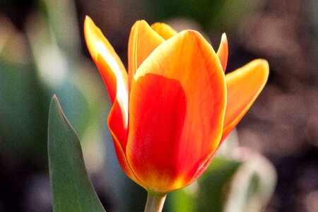 Flowers tulips schnittblume photo