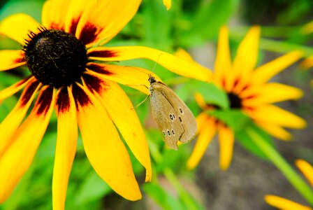 Butterflies insect insects photo