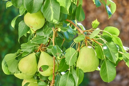 Fruits food green