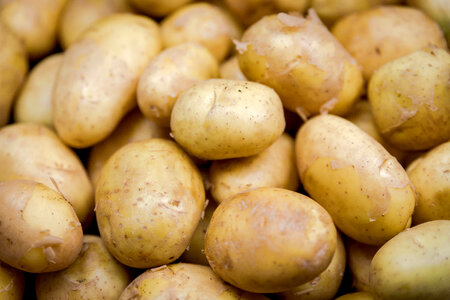 White potatoes in the market photo