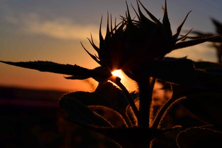 Agricultural agriculture dusk photo