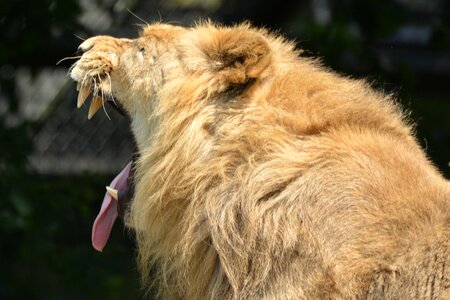 Predator feline yawn photo
