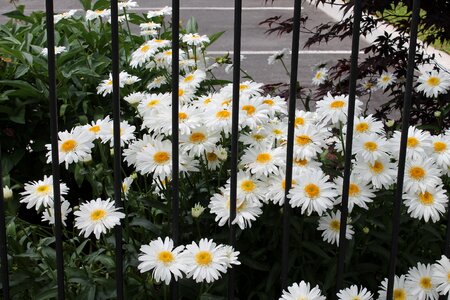 Flower white summer