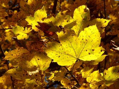 Acer deciduous tree golden autumn photo