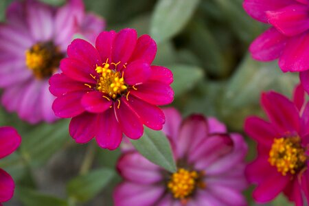 Red flower nature floral photo