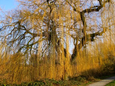 Nature branches geaeste photo