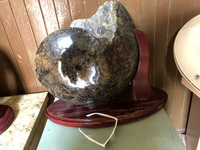 Fossil giant rock