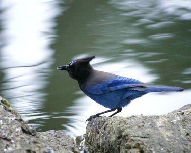 Bird rock standing