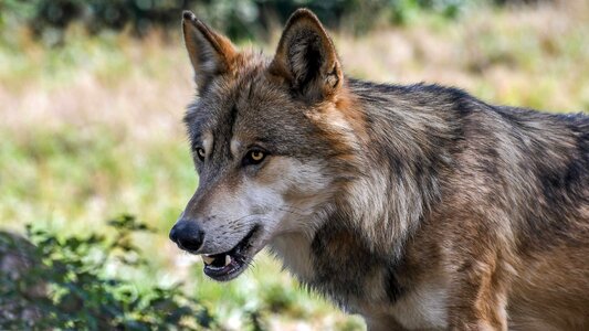 Animal brown canine