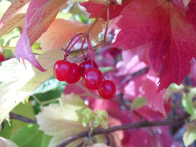Red leaves bright