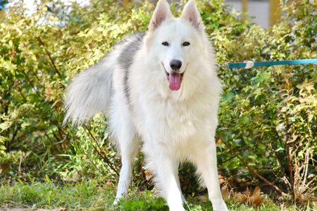 Adorable furry garden photo