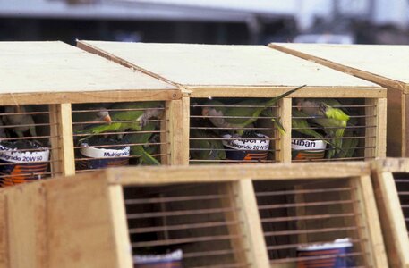 Parakeet parrots quaker