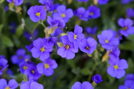 Blütenmeer flowers purple