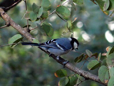 Bird fly wings photo