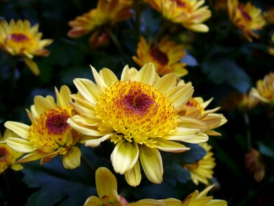 Flowers blooming blossoms photo