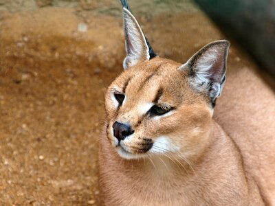 Beast zoo pussy