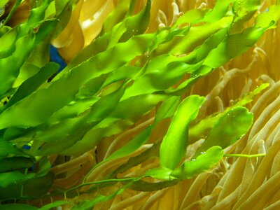 Plant krause wasserähre aponogeton crispus