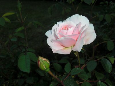 Plant natural blossom